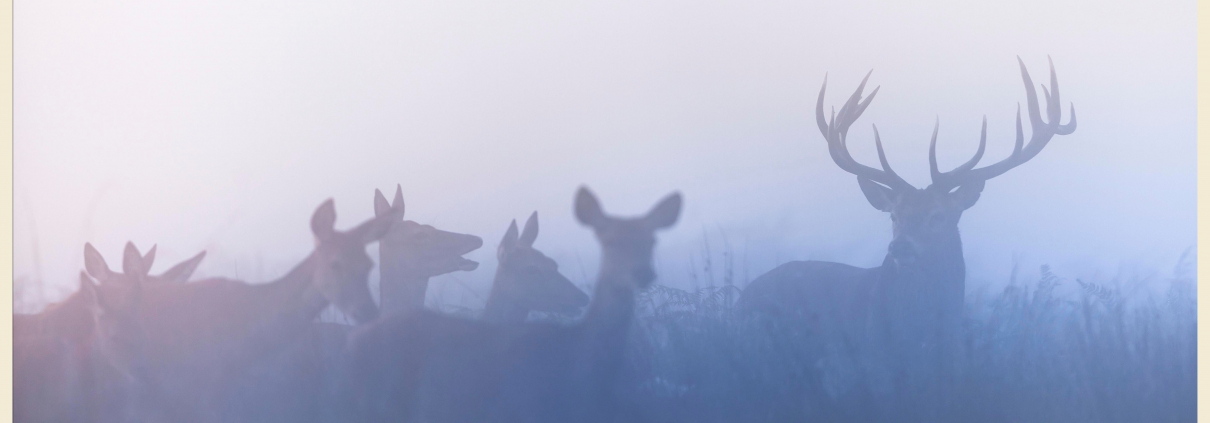 hunting seasons in Montana