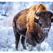 A bison to show the diverse wildlife of Montana
