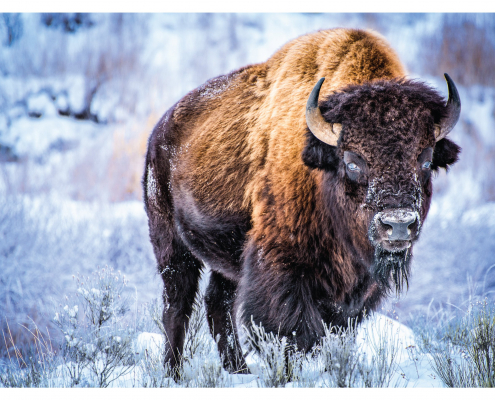 A bison to show the diverse wildlife of Montana